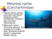 Kremzlinių žuvų įvairovė ir paplitimas 13 puslapis