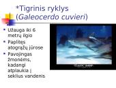 Kremzlinių žuvų įvairovė ir paplitimas 14 puslapis