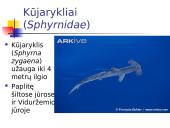 Kremzlinių žuvų įvairovė ir paplitimas 15 puslapis