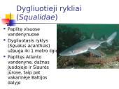 Kremzlinių žuvų įvairovė ir paplitimas 16 puslapis