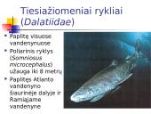 Kremzlinių žuvų įvairovė ir paplitimas 17 puslapis