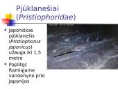 Kremzlinių žuvų įvairovė ir paplitimas 18 puslapis