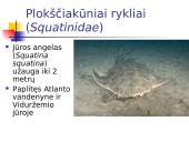 Kremzlinių žuvų įvairovė ir paplitimas 19 puslapis