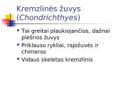 Kremzlinių žuvų įvairovė ir paplitimas 2 puslapis