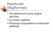 Kremzlinių žuvų įvairovė ir paplitimas 20 puslapis