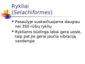 Kremzlinių žuvų įvairovė ir paplitimas 3 puslapis