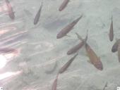 Kroatijos turizmas 20 puslapis