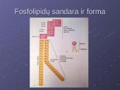 Ląstelės cheminė sudėtis 12 puslapis