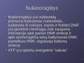 Ląstelės cheminė sudėtis 15 puslapis