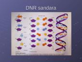 Ląstelės cheminė sudėtis 17 puslapis