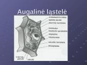 Ląstelės cheminė sudėtis 2 puslapis