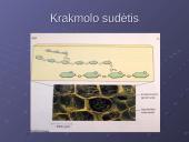 Ląstelės cheminė sudėtis 7 puslapis