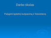 Ląstelinio kvėpavimo ir fotosintezės palyginimas 2 puslapis