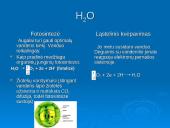 Ląstelinio kvėpavimo ir fotosintezės palyginimas 11 puslapis