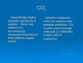 Ląstelinio kvėpavimo ir fotosintezės palyginimas 12 puslapis