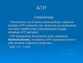 Ląstelinio kvėpavimo ir fotosintezės palyginimas 13 puslapis