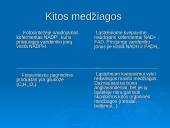 Ląstelinio kvėpavimo ir fotosintezės palyginimas 17 puslapis