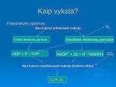 Ląstelinio kvėpavimo ir fotosintezės palyginimas 18 puslapis