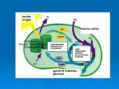 Ląstelinio kvėpavimo ir fotosintezės palyginimas 19 puslapis
