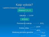 Ląstelinio kvėpavimo ir fotosintezės palyginimas 20 puslapis