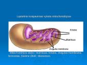 Ląstelinio kvėpavimo ir fotosintezės palyginimas 5 puslapis