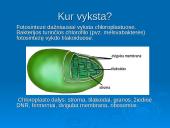 Ląstelinio kvėpavimo ir fotosintezės palyginimas 6 puslapis