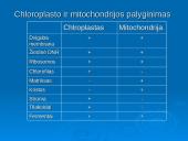 Ląstelinio kvėpavimo ir fotosintezės palyginimas 7 puslapis