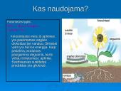 Ląstelinio kvėpavimo ir fotosintezės palyginimas 8 puslapis