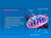 Ląstelinio kvėpavimo ir fotosintezės palyginimas 9 puslapis
