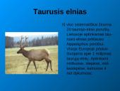 Laukiniai gyvūnai ir paukščiai 11 puslapis