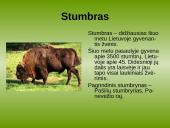 Laukiniai gyvūnai ir paukščiai 13 puslapis