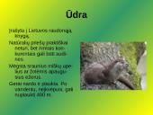 Laukiniai gyvūnai ir paukščiai 14 puslapis