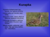 Laukiniai gyvūnai ir paukščiai 16 puslapis