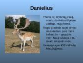 Laukiniai gyvūnai ir paukščiai 17 puslapis