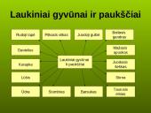 Laukiniai gyvūnai ir paukščiai 3 puslapis