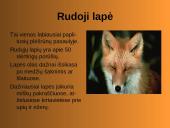 Laukiniai gyvūnai ir paukščiai 4 puslapis