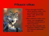 Laukiniai gyvūnai ir paukščiai 5 puslapis