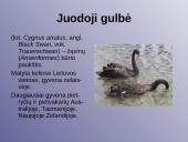 Laukiniai gyvūnai ir paukščiai 6 puslapis