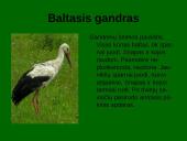 Laukiniai gyvūnai ir paukščiai 7 puslapis