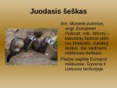 Laukiniai gyvūnai ir paukščiai 9 puslapis