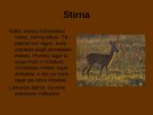 Laukiniai gyvūnai ir paukščiai 10 puslapis