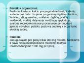 Mineralinės medžiagos ir jų rūšys 11 puslapis