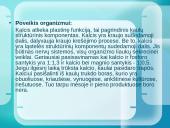 Mineralinės medžiagos ir jų rūšys 7 puslapis