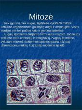 Mitozė augalų ląstelėse 2 puslapis