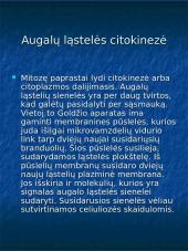 Mitozė augalų ląstelėse 3 puslapis