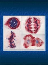 Mitozė augalų ląstelėse 4 puslapis