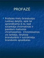 Mitozė augalų ląstelėse 5 puslapis