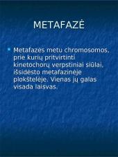 Mitozė augalų ląstelėse 6 puslapis