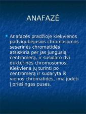 Mitozė augalų ląstelėse 7 puslapis