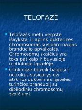 Mitozė augalų ląstelėse 8 puslapis